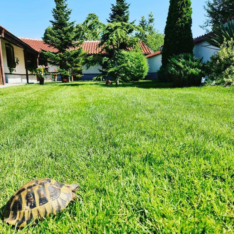 Хотелски Комплекс Копитото Tamarino Exteriér fotografie