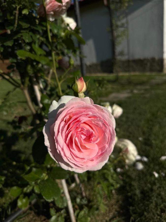 Хотелски Комплекс Копитото Tamarino Exteriér fotografie